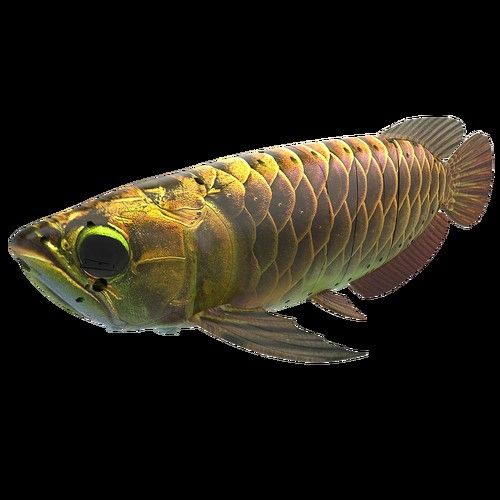 如何購(gòu)買金龍魚仿生機(jī)器人：新民晚報(bào)，金鱗豈是池中物，一遇ai變“仿生”! 如何購(gòu)買金龍魚仿生機(jī)器人：新民晚報(bào)，金鱗豈是池中物，一遇ai變“仿生”! 龍魚百科 第6張