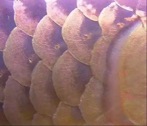 龍魚充血溶鱗多久會好：龍魚出現充血溶鱗的恢復時間