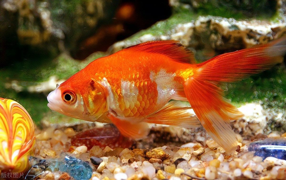 龍魚加鹽后需要多久觀察效果：養魚人說魚，養魚能用海鹽嗎