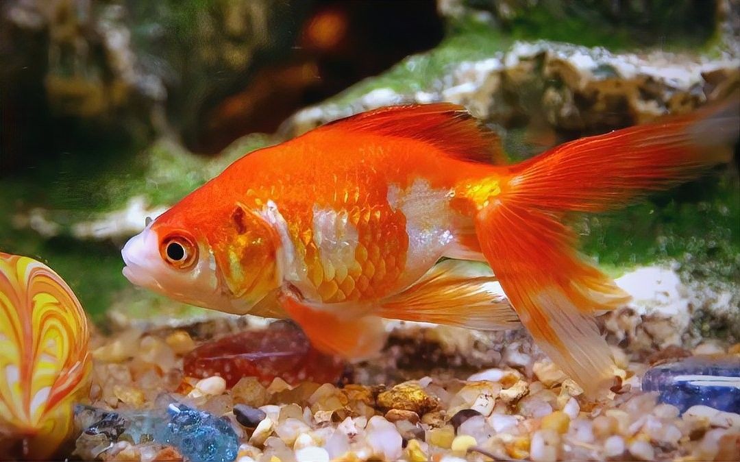 龍魚加鹽后需要多久觀察效果：養魚人說魚，養魚能用海鹽嗎