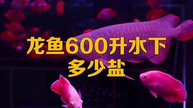 龍魚加鹽后需要多久觀察效果：養魚人說魚，養魚能用海鹽嗎