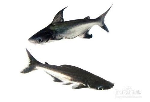 成吉思汗鯊和龍魚的食物需求有何不同？：成吉思汗與藍鯊的區別
