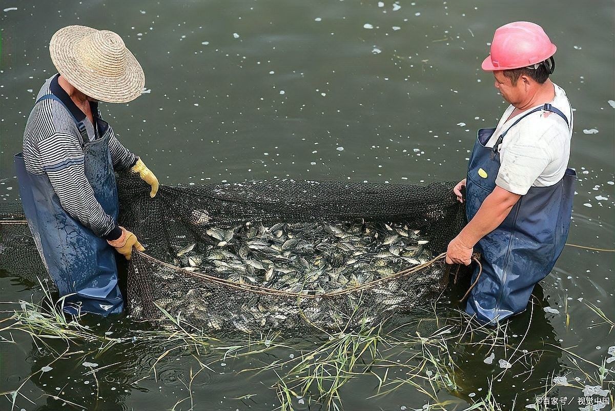 消毒后多久可以放魚？：消毒后放魚時間需根據消毒劑類型、用量及環境條件綜合判斷