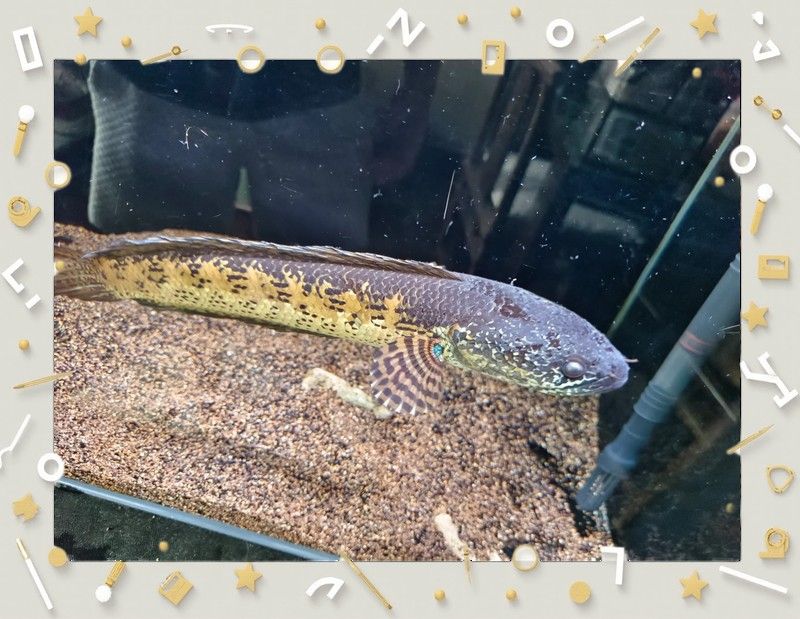 雷龍魚跳缸后如何急救：雷龍魚跳缸后如何處理急救與保養全攻略給我一份麻薯 雷龍魚跳缸后如何急救：雷龍魚跳缸后如何處理急救與保養全攻略給我一份麻薯 龍魚百科 第5張