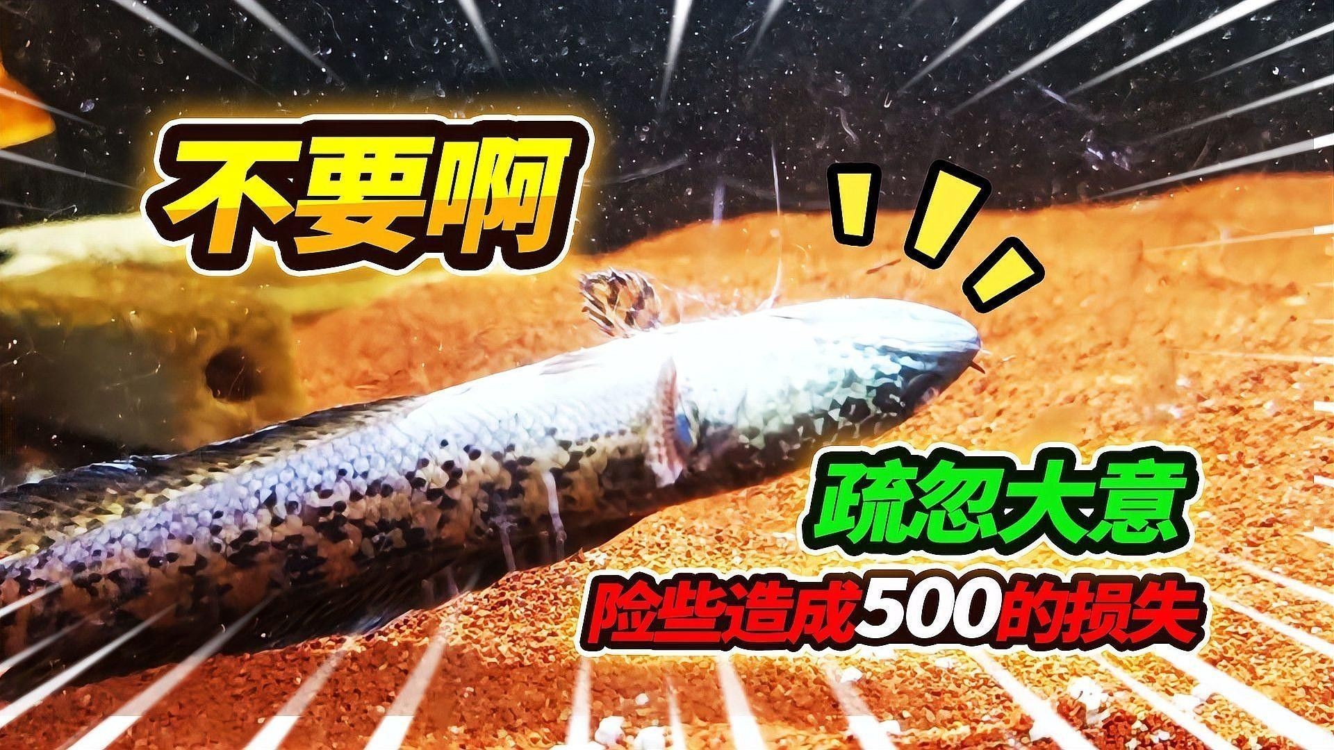 雷龍魚跳缸后如何急救：雷龍魚跳缸后如何處理急救與保養全攻略給我一份麻薯 雷龍魚跳缸后如何急救：雷龍魚跳缸后如何處理急救與保養全攻略給我一份麻薯 龍魚百科 第3張