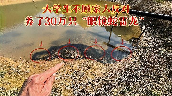 哪種魚類適合與眼鏡蛇雷龍和金龍魚混養：眼鏡蛇雷龍和金龍魚混養需要注意什么？