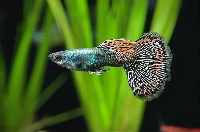 孔雀龍魚混養注意事項：孔雀魚可以混養嗎