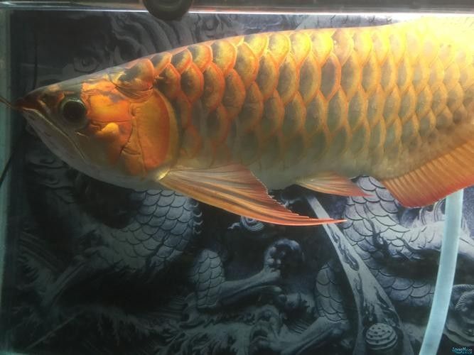 如何預防龍魚鰓蓋起水泡？：農情萬家,紅龍魚鰓蓋起水泡的原因及有哪些