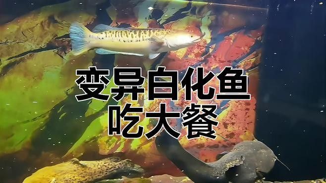 白化恐龍魚能長多大？：白化恐龍魚的體型因品種差異較大