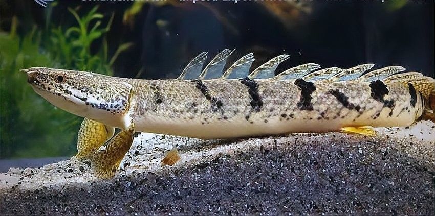 白化恐龍魚能長多大？：白化恐龍魚的體型因品種差異較大