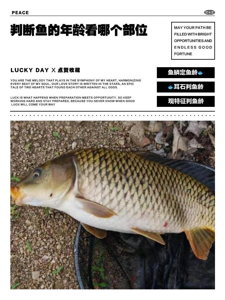 如何判斷星點龍魚的年齡？：判斷星點龍魚（澳洲星點龍）的年齡可通過以下方法 如何判斷星點龍魚的年齡？：判斷星點龍魚（澳洲星點龍）的年齡可通過以下方法 龍魚百科 第4張