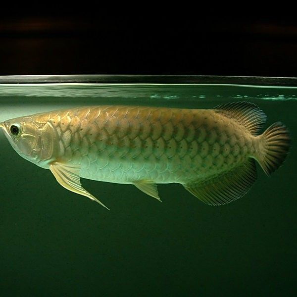 如何判斷星點龍魚的年齡？：判斷星點龍魚（澳洲星點龍）的年齡可通過以下方法 如何判斷星點龍魚的年齡？：判斷星點龍魚（澳洲星點龍）的年齡可通過以下方法 龍魚百科 第5張
