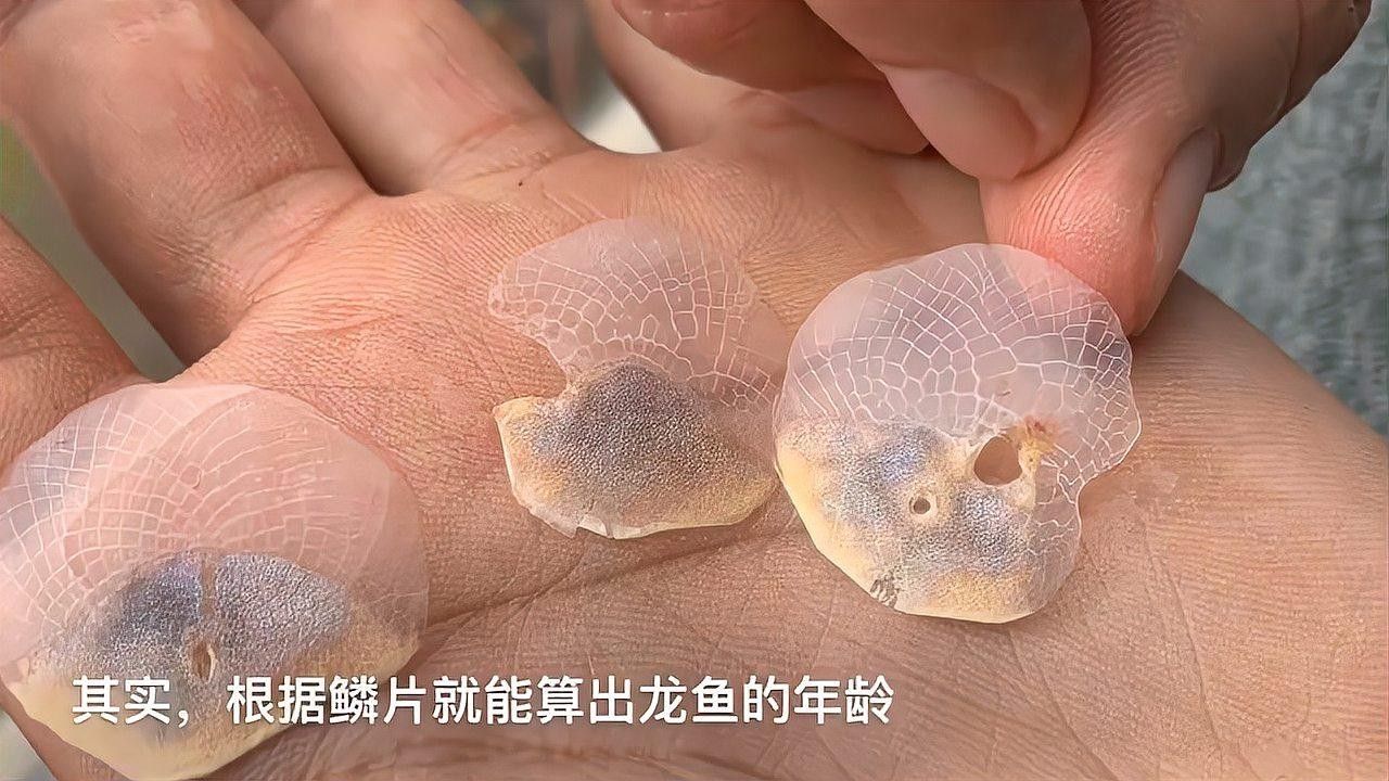 如何判斷星點龍魚的年齡？：判斷星點龍魚（澳洲星點龍）的年齡可通過以下方法 如何判斷星點龍魚的年齡？：判斷星點龍魚（澳洲星點龍）的年齡可通過以下方法 龍魚百科 第1張