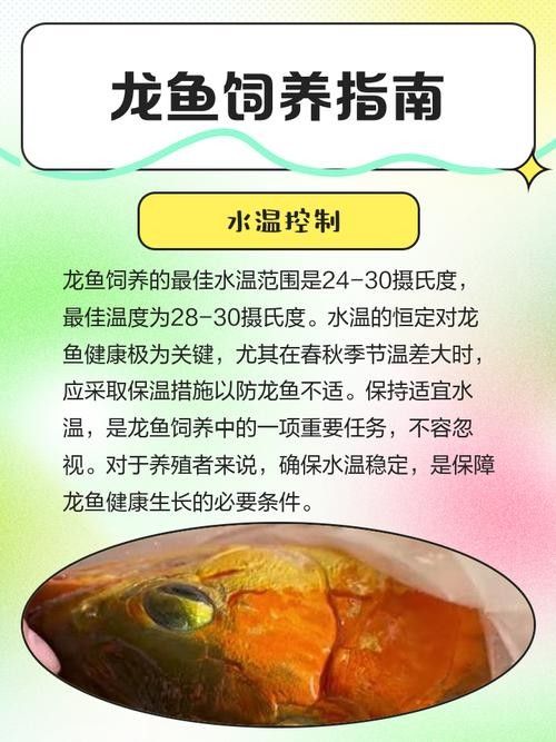 龍魚之巔有哪些實用技巧：龍魚飼養全攻略