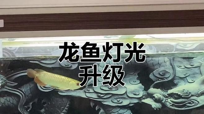 龍魚LED燈哪個品牌好：led龍魚燈品牌排行榜京東龍魚專用燈品牌排行榜
