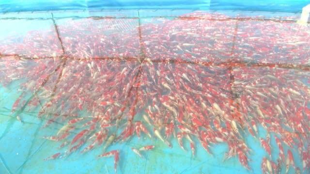 開封龍魚養殖場有哪些：開封市涉及龍魚養殖的相關企業
