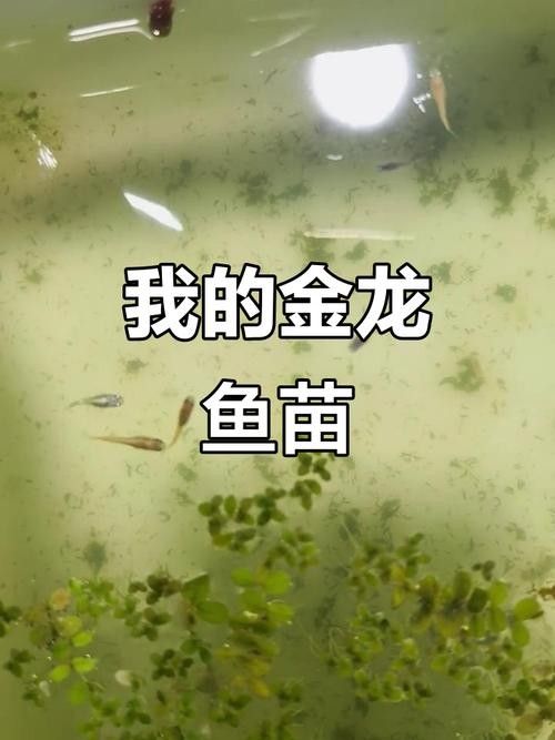 菏澤金龍魚批發價格是多少？：菏澤地區金龍魚批發價格因品種、規格差異較大具體差異較大
