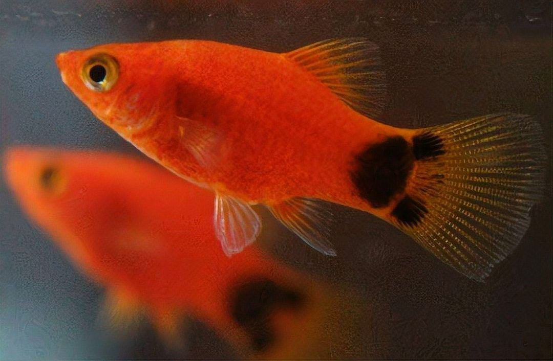 龍魚打包發(fā)貨一般需要多長時間：魚打包發(fā)貨的時間取決于多個因素 龍魚打包發(fā)貨一般需要多長時間：魚打包發(fā)貨的時間取決于多個因素 龍魚百科 第1張
