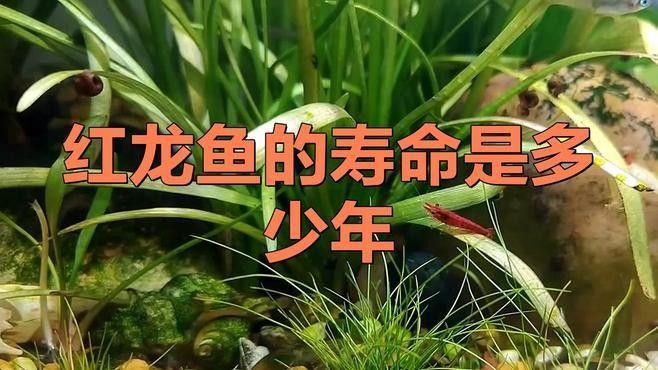 紅龍魚發(fā)色對其壽命有影響嗎：紅龍魚發(fā)色對其壽命的影響 紅龍魚發(fā)色對其壽命有影響嗎：紅龍魚發(fā)色對其壽命的影響 龍魚百科 第2張