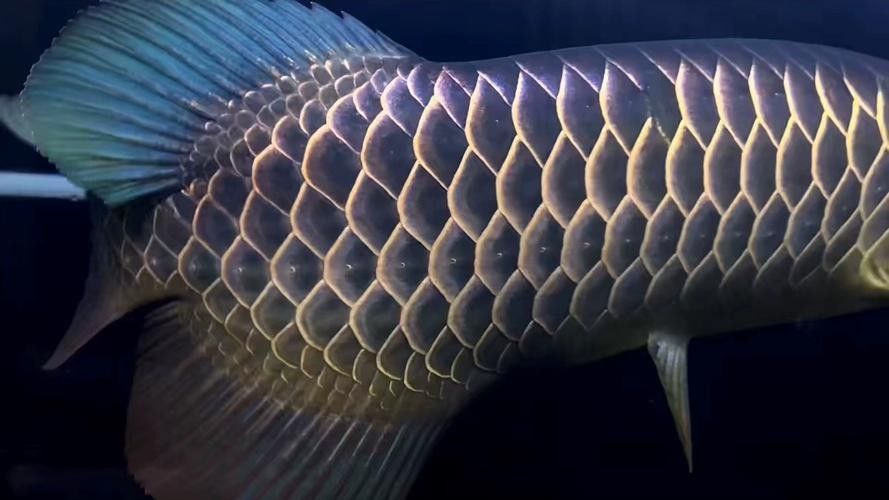 龍魚滿珠鱗有哪些品種:常見的龍魚品種及其特點 龍魚百科 第6張 龍魚滿珠鱗有哪些品種:常見的龍魚品種及其特點 龍魚滿珠鱗有哪些品種:常見的龍魚品種及其特點 龍魚百科 第6張