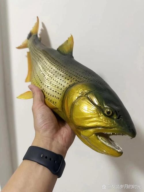黃金河虎和龍魚的價格差異大嗎：黃金河虎與龍魚的價格差異分析