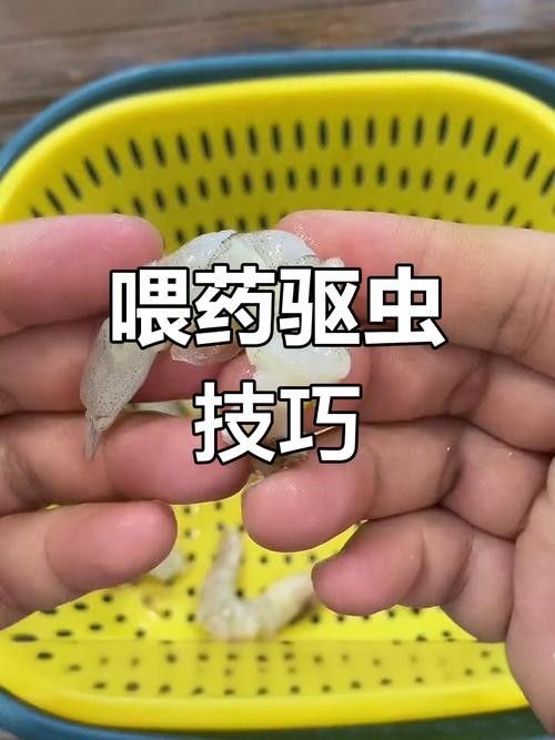 龍魚驅蟲藥有哪些推薦：水族觀賞魚龍魚驅蟲藥推薦及使用建議及使用建議 龍魚驅蟲藥有哪些推薦：水族觀賞魚龍魚驅蟲藥推薦及使用建議及使用建議 龍魚百科 第7張