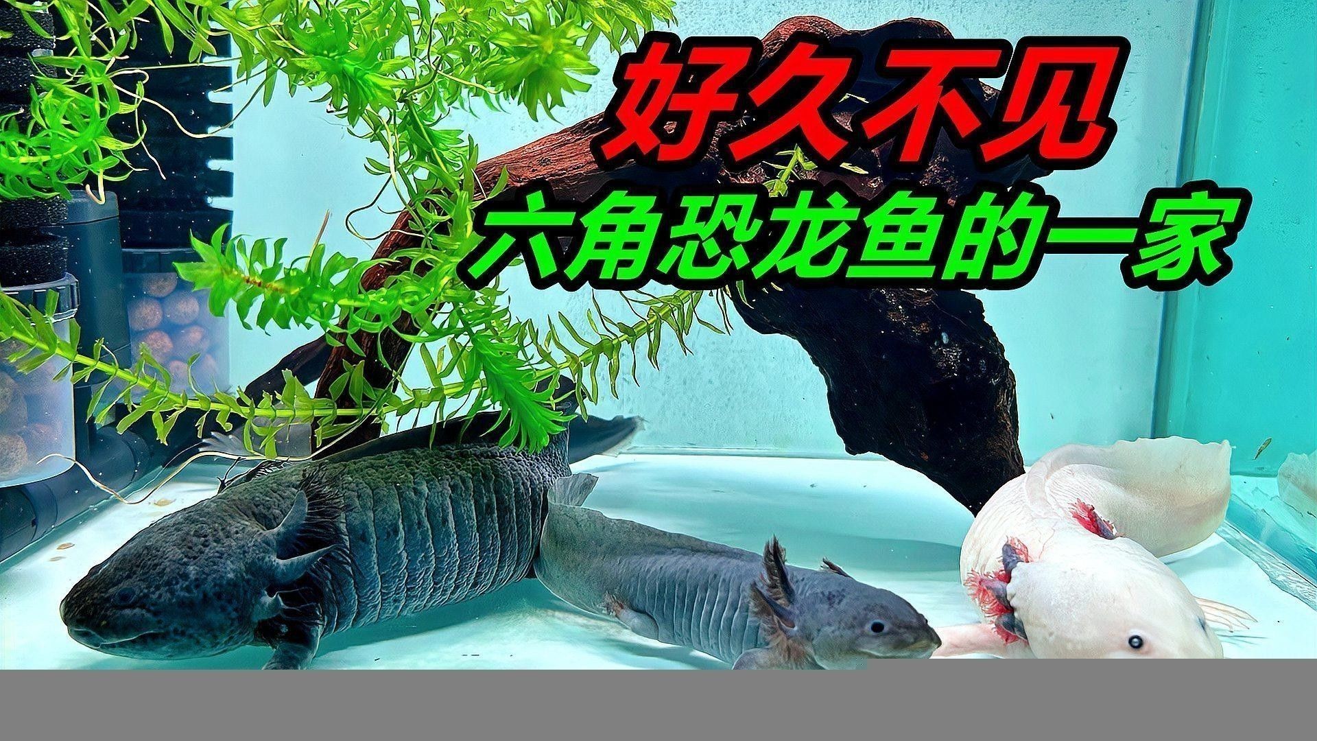 六角龍魚可以長多大：六角恐龍魚能長到多少厘米 六角龍魚可以長多大：六角恐龍魚能長到多少厘米 龍魚百科 第8張