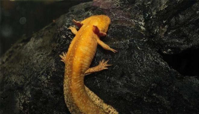 六角龍魚可以長多大：六角恐龍魚能長到多少厘米 六角龍魚可以長多大：六角恐龍魚能長到多少厘米 龍魚百科 第14張