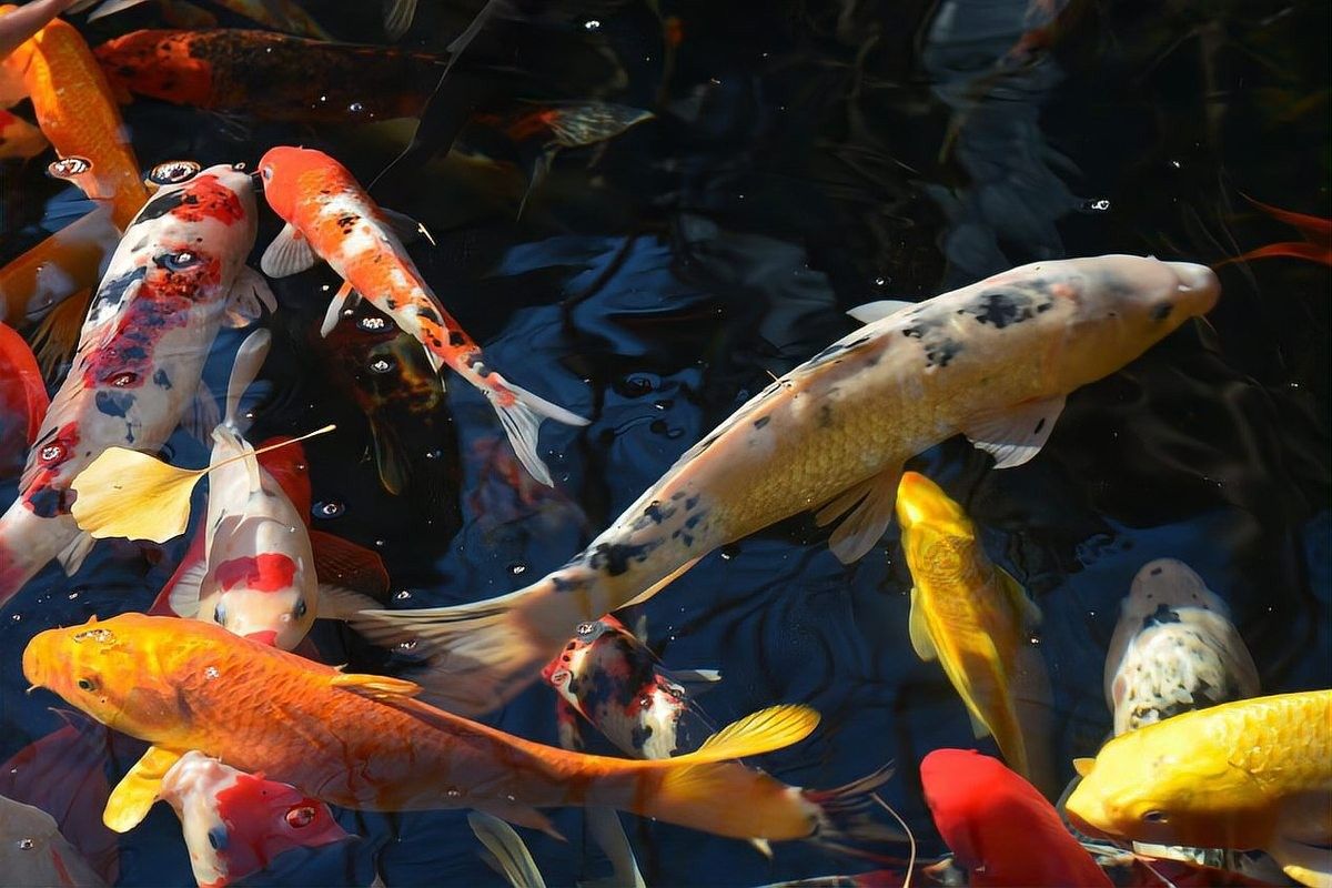 龍魚和錦鯉哪個(gè)更適合混養(yǎng)：龍魚可以和錦鯉混養(yǎng)嗎