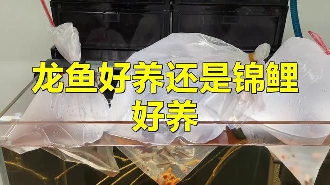 龍魚和錦鯉哪個(gè)更適合混養(yǎng)：龍魚可以和錦鯉混養(yǎng)嗎