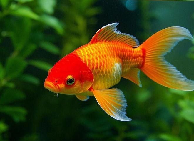 龍魚和錦鯉哪個(gè)更適合混養(yǎng)：龍魚可以和錦鯉混養(yǎng)嗎