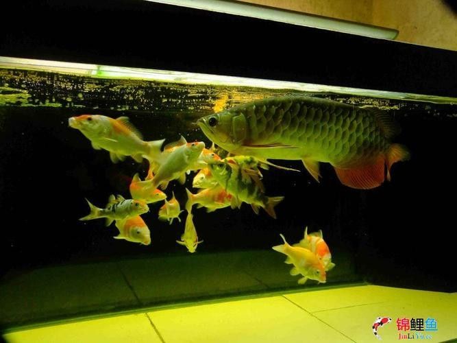 龍魚和錦鯉哪個(gè)更適合混養(yǎng)：龍魚可以和錦鯉混養(yǎng)嗎