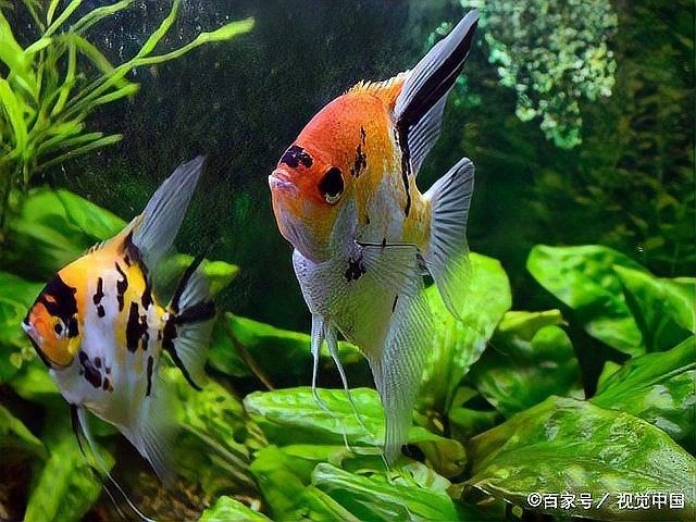 雄魚多久會再次繁殖？：孔雀魚的繁殖周期多長時間繁殖一次紅箭魚適合和什么魚混養