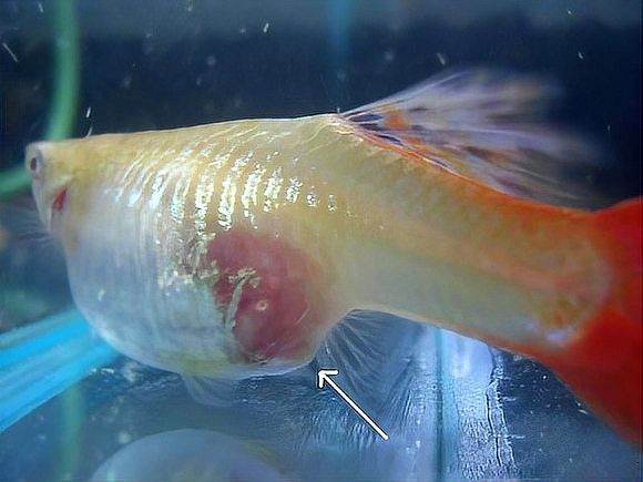 雄魚多久會再次繁殖？：孔雀魚的繁殖周期多長時間繁殖一次紅箭魚適合和什么魚混養