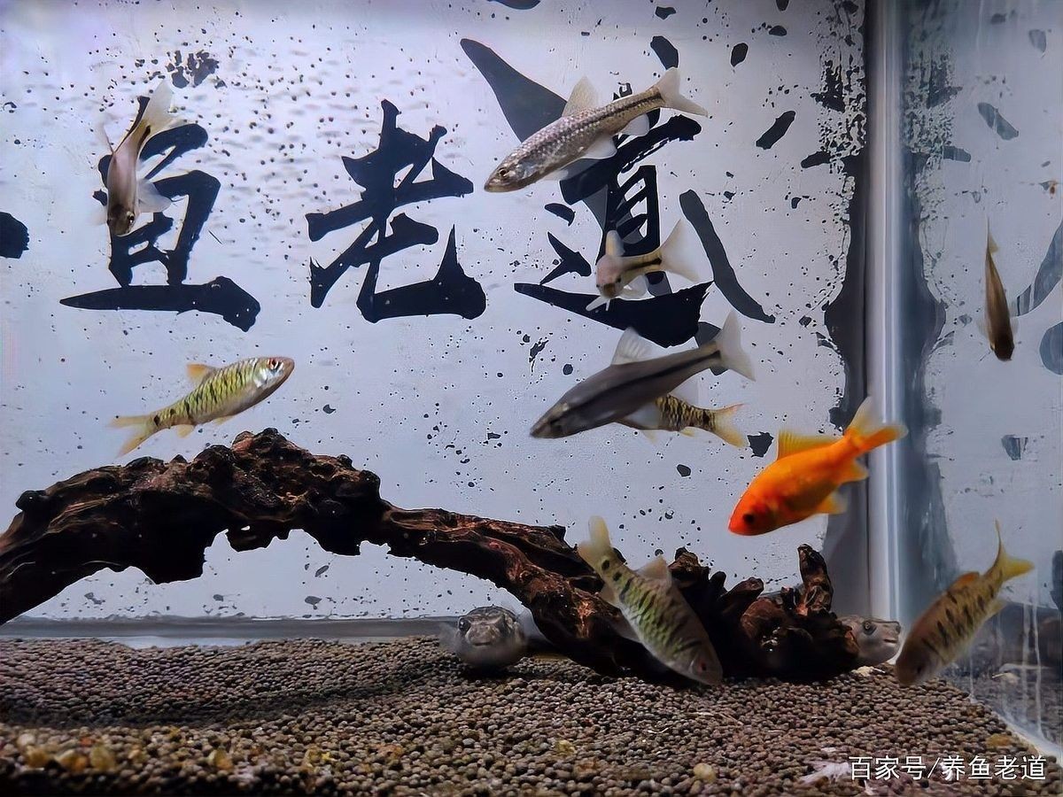 如何判斷龍魚缸過濾器是否工作正常：判斷龍魚缸過濾器是否工作正常的幾個關鍵步驟