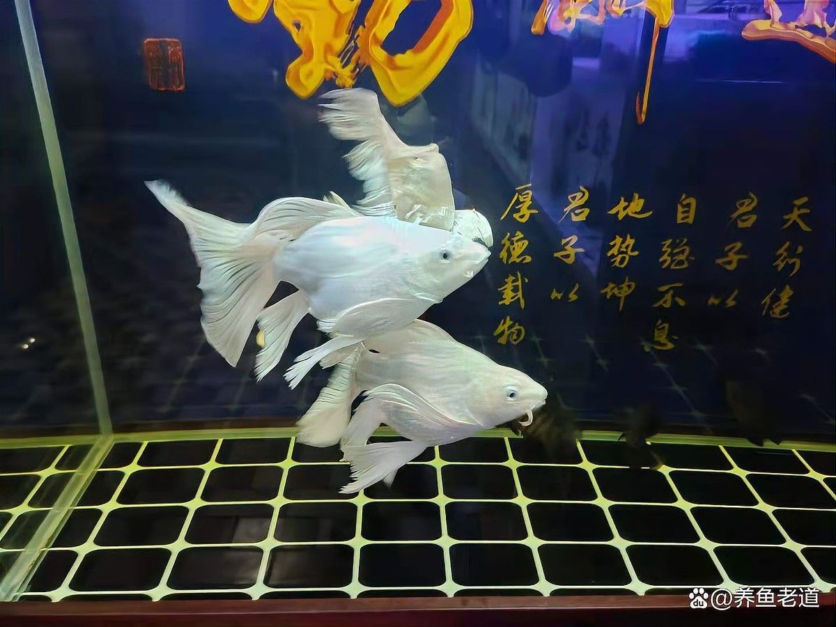 如何判斷龍魚缸過濾器是否工作正常：判斷龍魚缸過濾器是否工作正常的幾個關鍵步驟