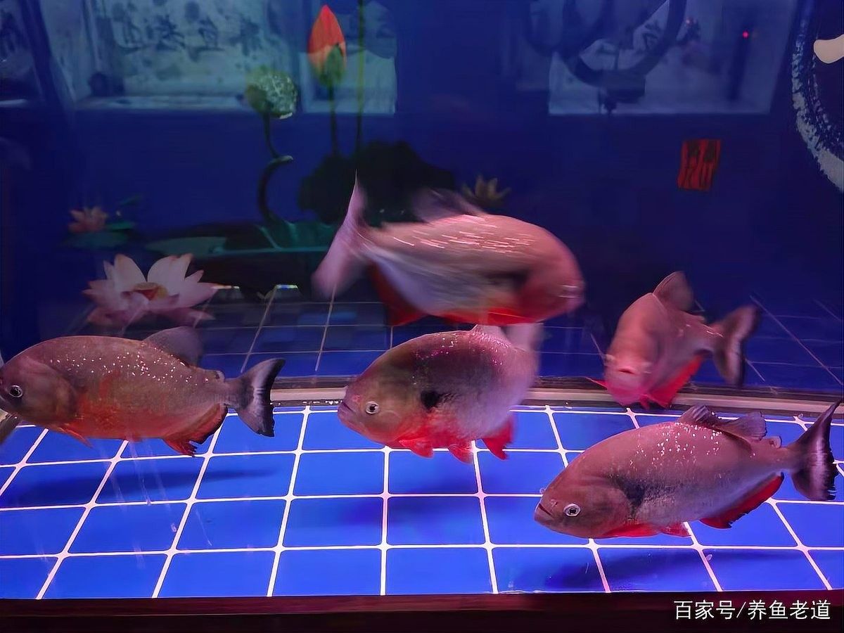 如何判斷龍魚缸過濾器是否工作正常：判斷龍魚缸過濾器是否工作正常的幾個關鍵步驟
