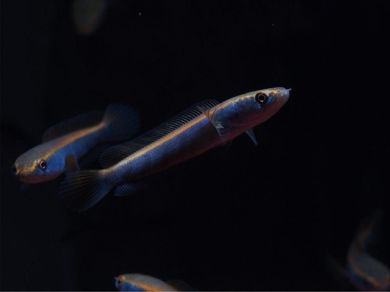 紅帝王雷龍魚成體有多大？：帝王雷龍魚成體通常體長可達1米以上最大可達1.2米 紅帝王雷龍魚成體有多大？：帝王雷龍魚成體通常體長可達1米以上最大可達1.2米 龍魚百科 第5張