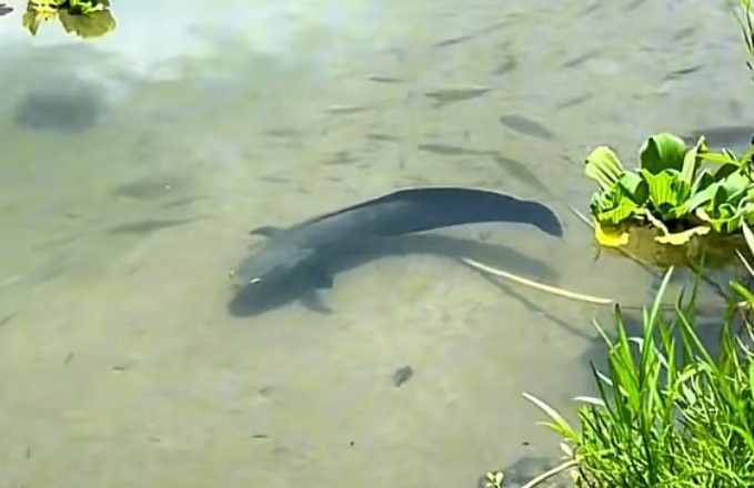 紅帝王雷龍魚成體有多大？：帝王雷龍魚成體通常體長可達1米以上最大可達1.2米 紅帝王雷龍魚成體有多大？：帝王雷龍魚成體通常體長可達1米以上最大可達1.2米 龍魚百科 第2張