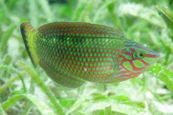 孔雀龍魚有哪些品種圖片：孔雀龍魚品種及其圖片：孔雀龍魚品種及其圖片及其圖片