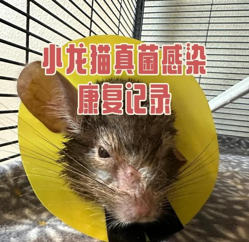 龍貓真菌感染會自愈嗎？：龍貓真菌感染是否能自愈