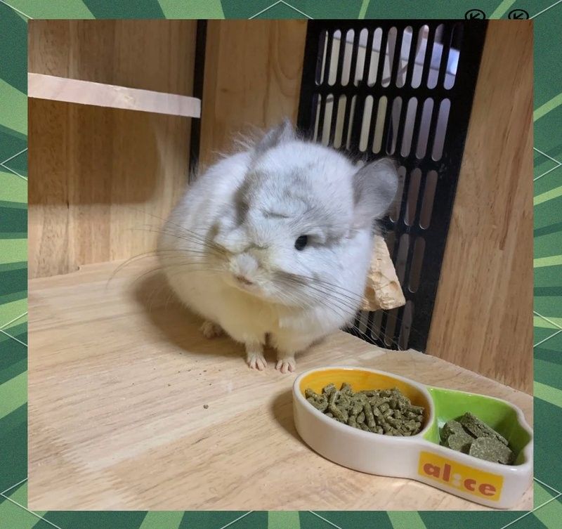 龍貓真菌感染會自愈嗎？：龍貓真菌感染是否能自愈