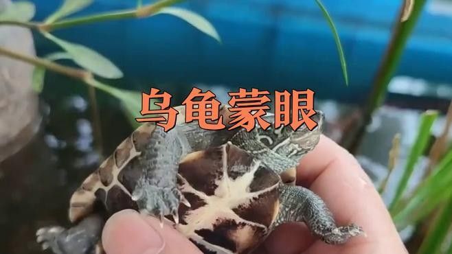 魚鱗片白絮是一種常見的疾病，其病因復(fù)雜，可能與水質(zhì)因素有關(guān)，如何預(yù)防魚鱗片白絮