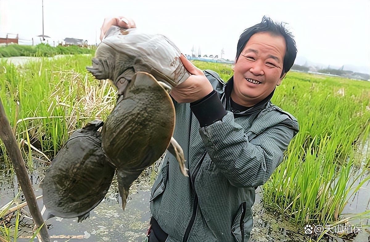 哪些活餌料適合投喂水產(chǎn)養(yǎng)殖？：養(yǎng)殖中選擇合適的活餌料對(duì)于養(yǎng)殖效率和魚類健康至關(guān)重要