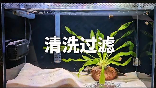 龍魚缸上過濾器多久清洗一次：魚缸過濾器的清洗方法
