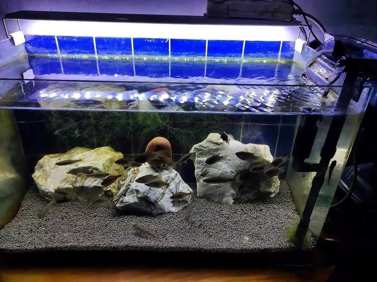 龍魚缸上過濾器多久清洗一次：魚缸過濾器的清洗方法