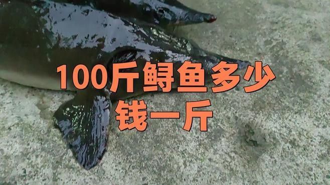 治療戰車紅龍魚病中成藥哪個品牌最好，探討治療戰車紅龍魚病的中成藥哪個品牌最好
