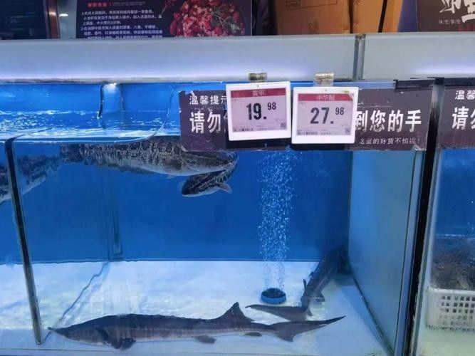 鱘龍魚的市場價格如何：鱘龍魚的批發價格呈現區域性差異