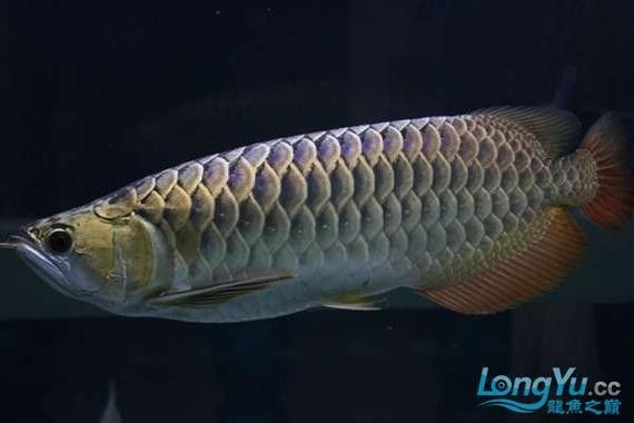 藍(lán)龍魚(yú)的飼養(yǎng)難度如何？，如何飼養(yǎng)藍(lán)龍魚(yú)？
