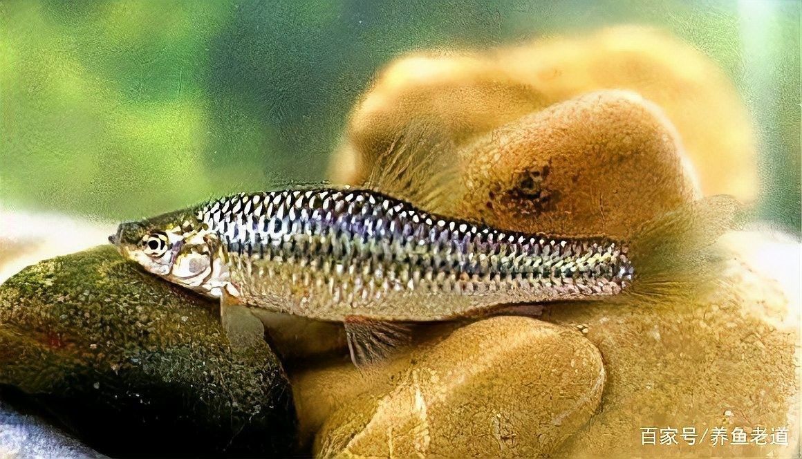龍魚飼料魚消毒后如何保存？：龍魚飼料魚消毒后多久會變質？